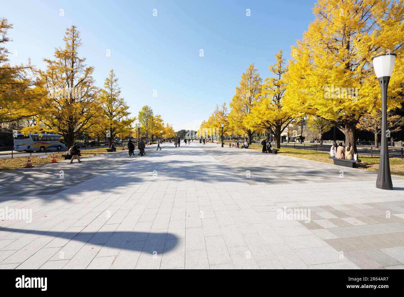 Avenue Gyoko-dori dans les feuilles d'automne Banque D'Images