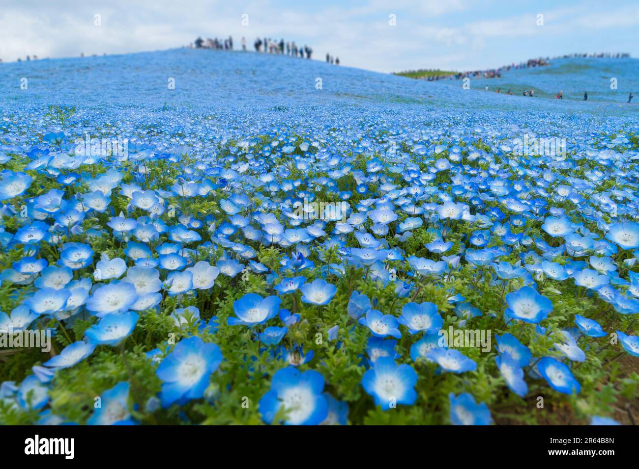 Colline de Nemophila Banque D'Images