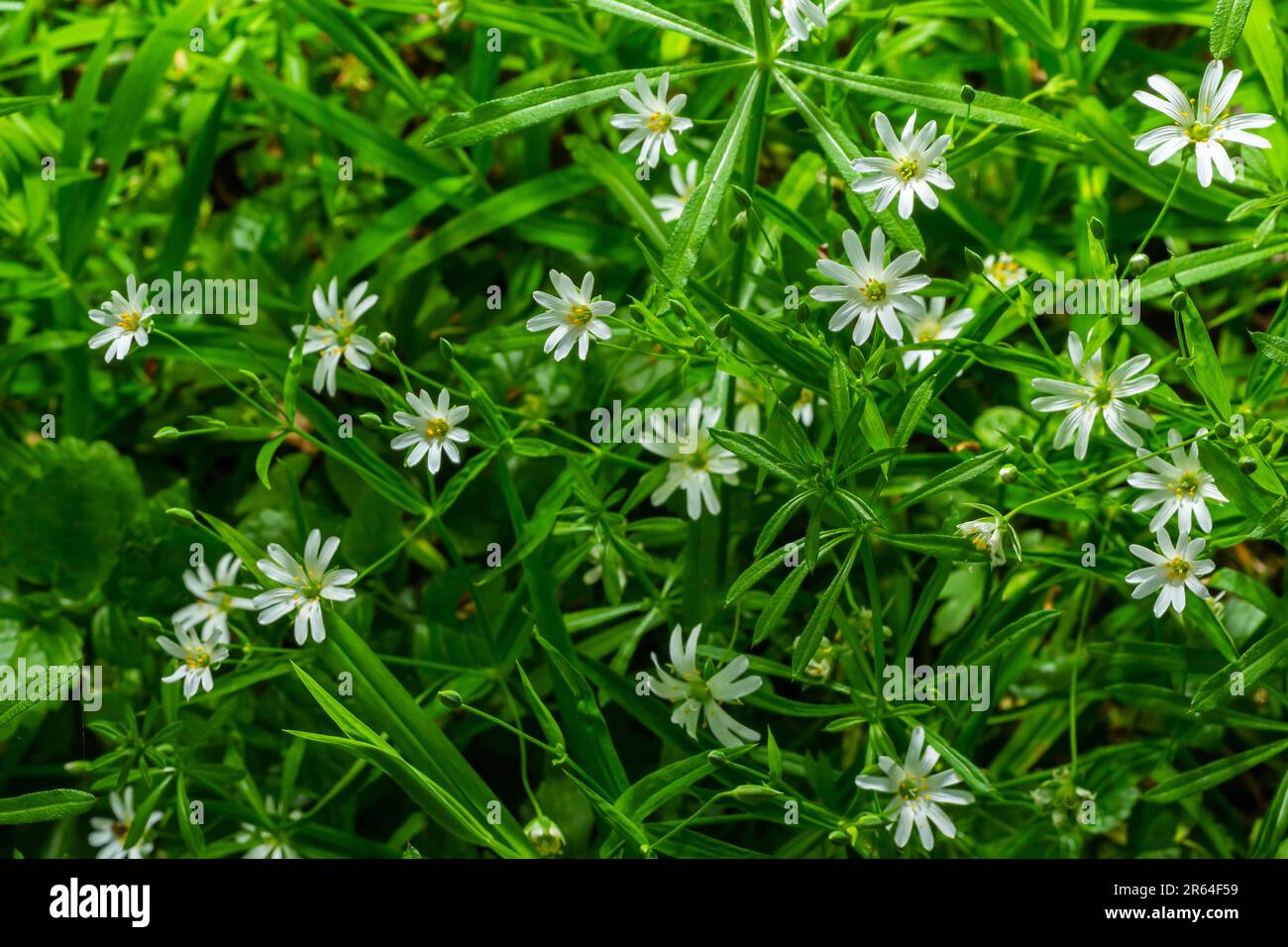 Stellaria holostea. Délicates fleurs de la forêt de l'herbe à chiche, Stellaria holostea ou Echte Sternmiere. fond floral. fleurs blanches sur un gr naturel Banque D'Images