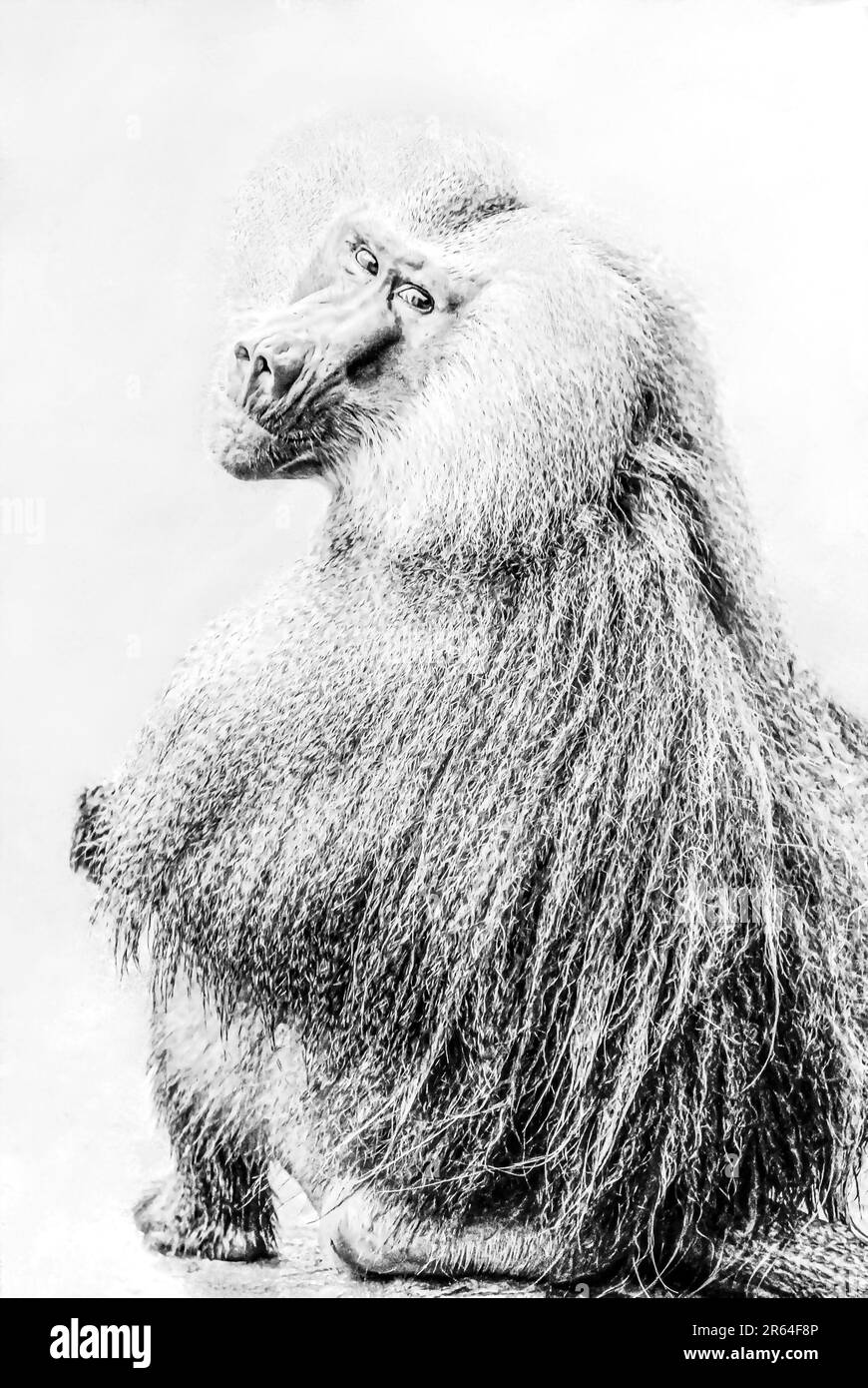 Portrait noir et blanc d'un babouin Hamadryas (Papio hamadryas) regardant dans l'appareil photo Banque D'Images