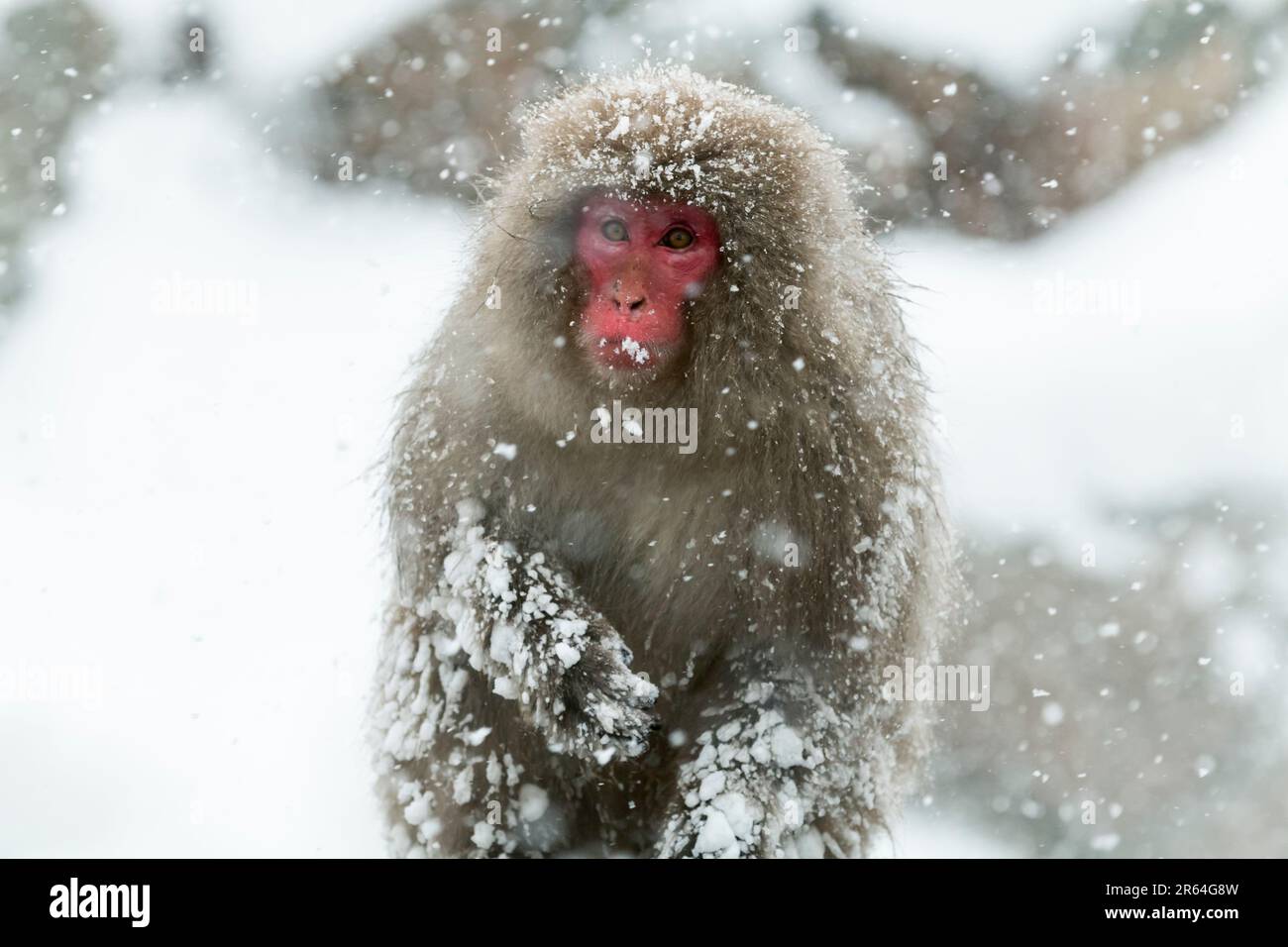 Macaque japonais résistant au froid Banque D'Images