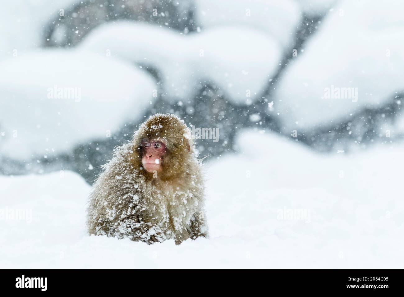 Un bébé singe dans la tempête de neige Banque D'Images