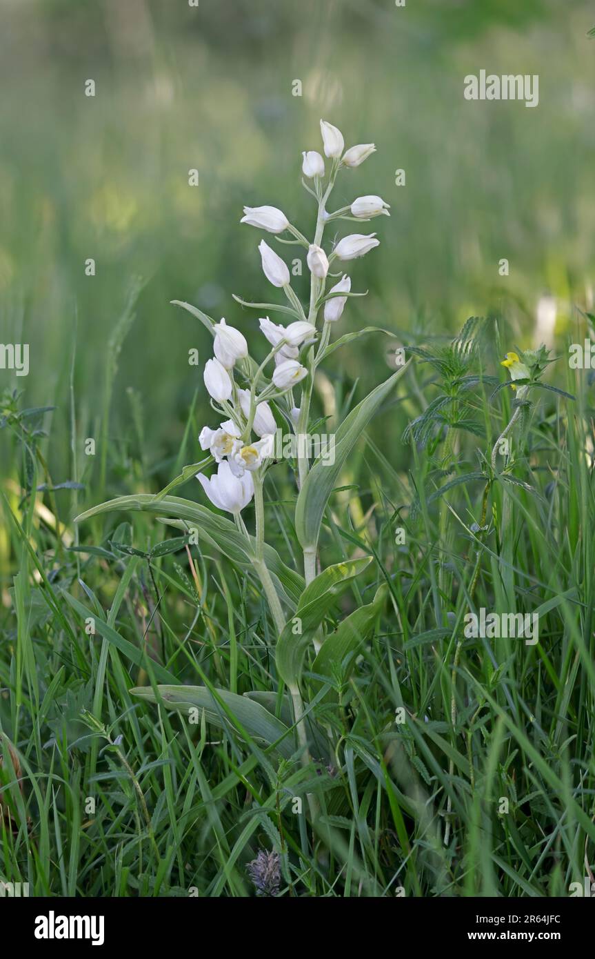 Helleborine blanche en fleur à Edge Hill Gloucestershire Banque D'Images