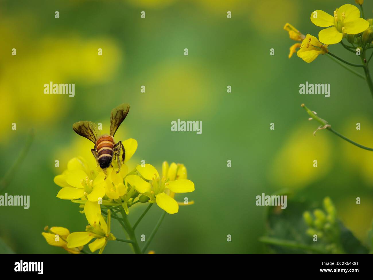 Miel abeille recueillant le miel, nectar de fleur jaune maîtrisée. Pour la publication, la conception, l'affiche, le calendrier, la publication, papier peint, carte postale, bannière, couverture. Banque D'Images