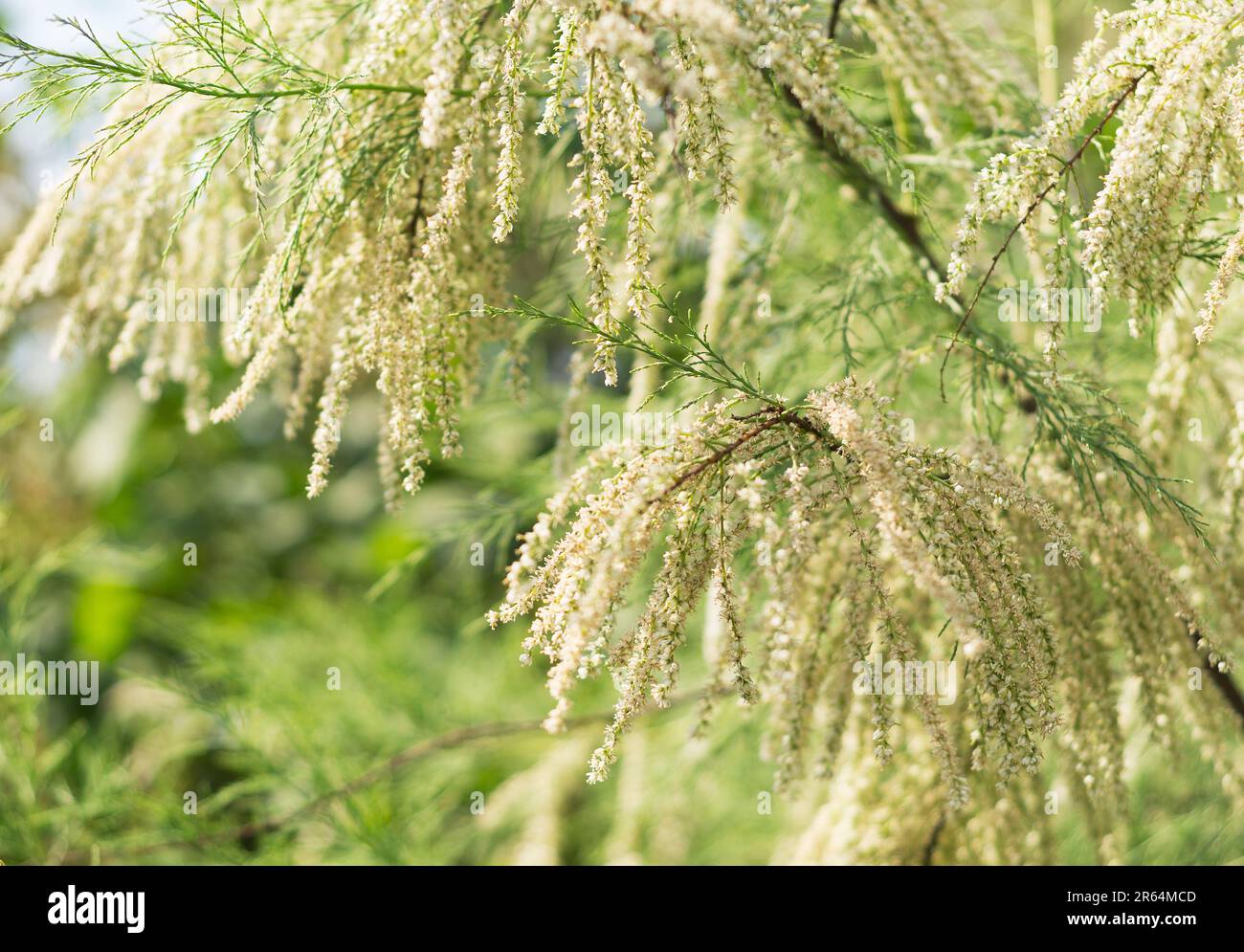 Floraison de la buisson sans feuilles Tamarix ramosissima Banque D'Images