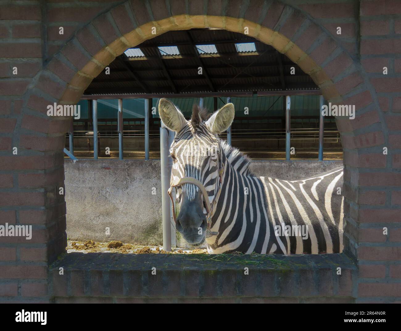 Pays-Bas; un zèbre africain est capturé et détenu dans une ferme hollandaise comme animal de compagnie. Banque D'Images
