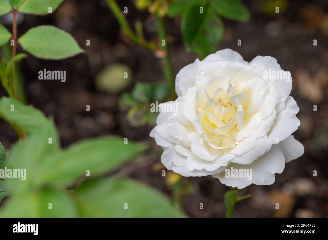 Une rose blanche (Rosa L.) fleurit dans son habitat naturel, un jardin sauvage et romantique entouré de ses feuilles vertes. Banque D'Images