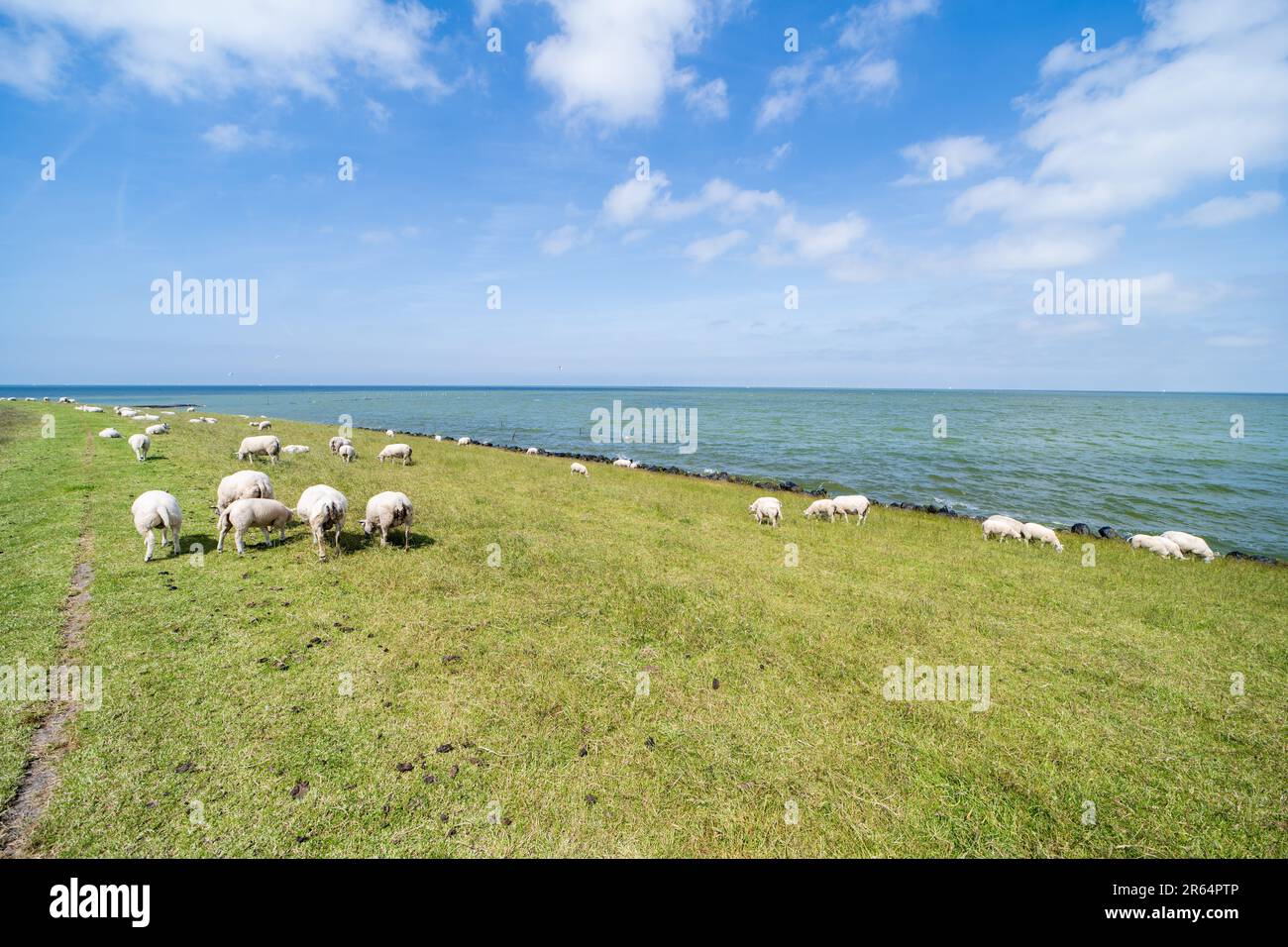 Moutons paître sur une digue de l'Ijsselmeer Banque D'Images