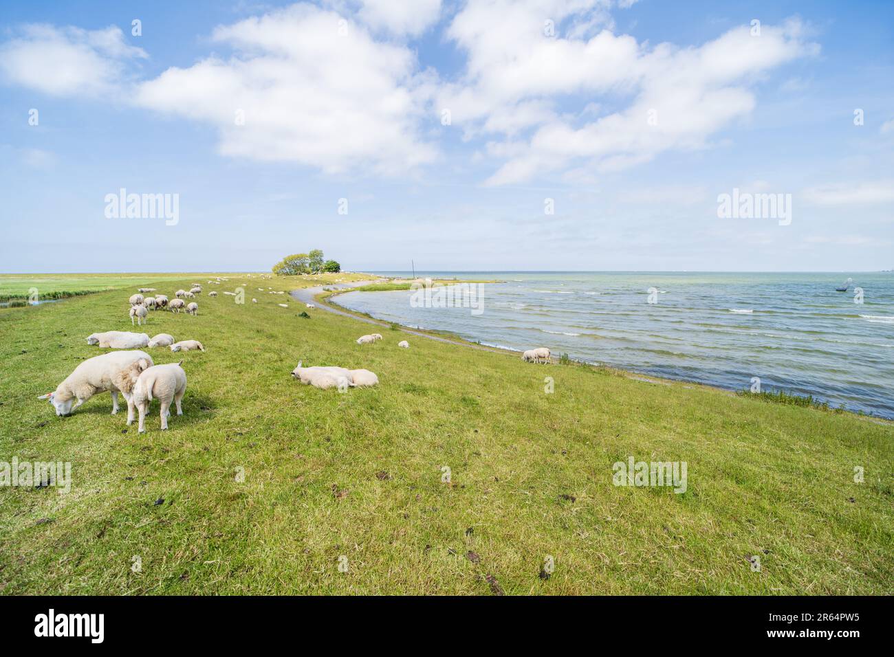 Moutons paître sur une digue de l'Ijsselmeer Banque D'Images
