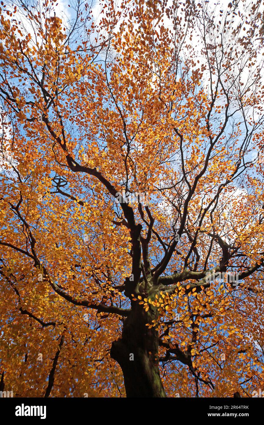 Couvert d'arbres d'automne en automne, creux et branches à feuilles brunes séchées, Cheshire, Angleterre, Royaume-Uni, regardant dans un ciel ensoleillé Banque D'Images