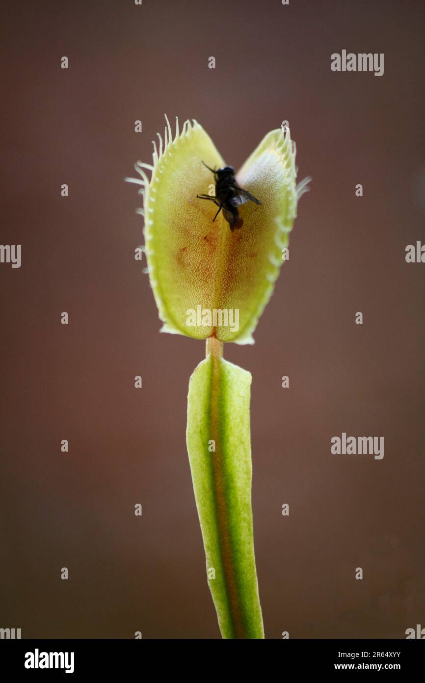 Vénus Flytrap ( Dionaea muscipula ) plante. Banque D'Images