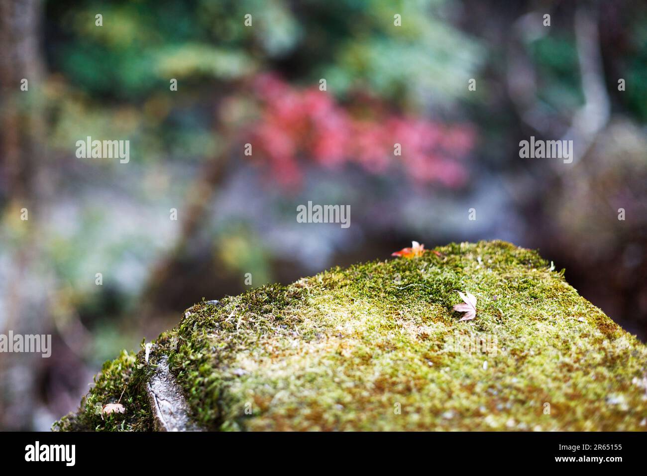 Parc national de Minoh Banque D'Images