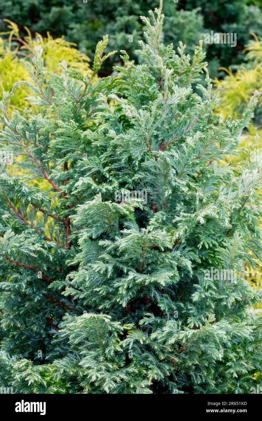 Sawara False Cypress, Chamaecyparis pisifera 'Baby Blue' Banque D'Images