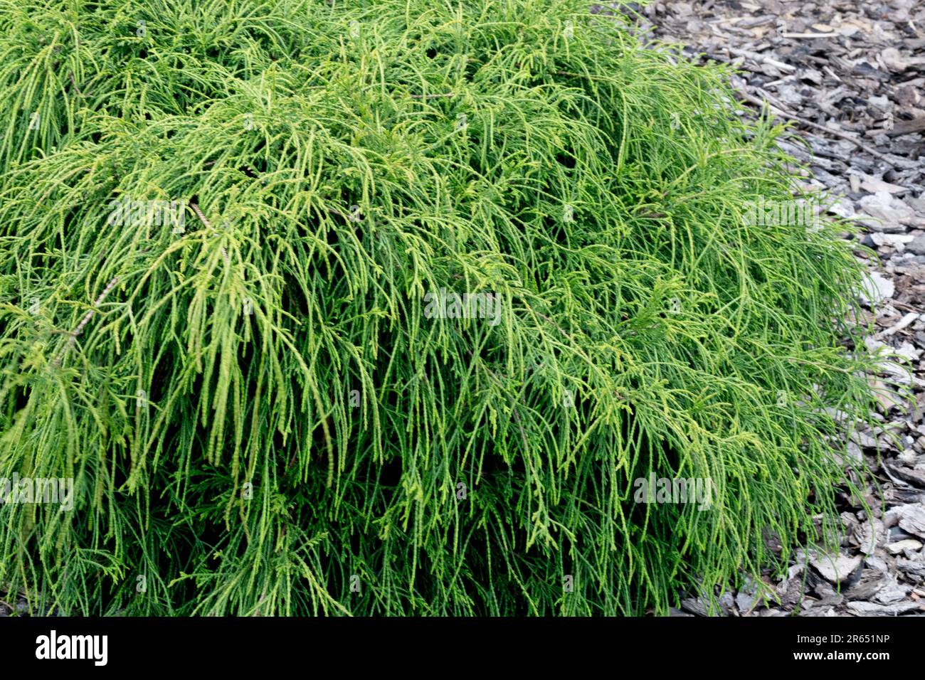 Chamaecyparis Filifera Nana pointes de branche de type corde, surpentant sur tous les côtés; aiguilles vert foncé Chamaecyparis pisifera Filifera Nana, Sawara Cypress Banque D'Images