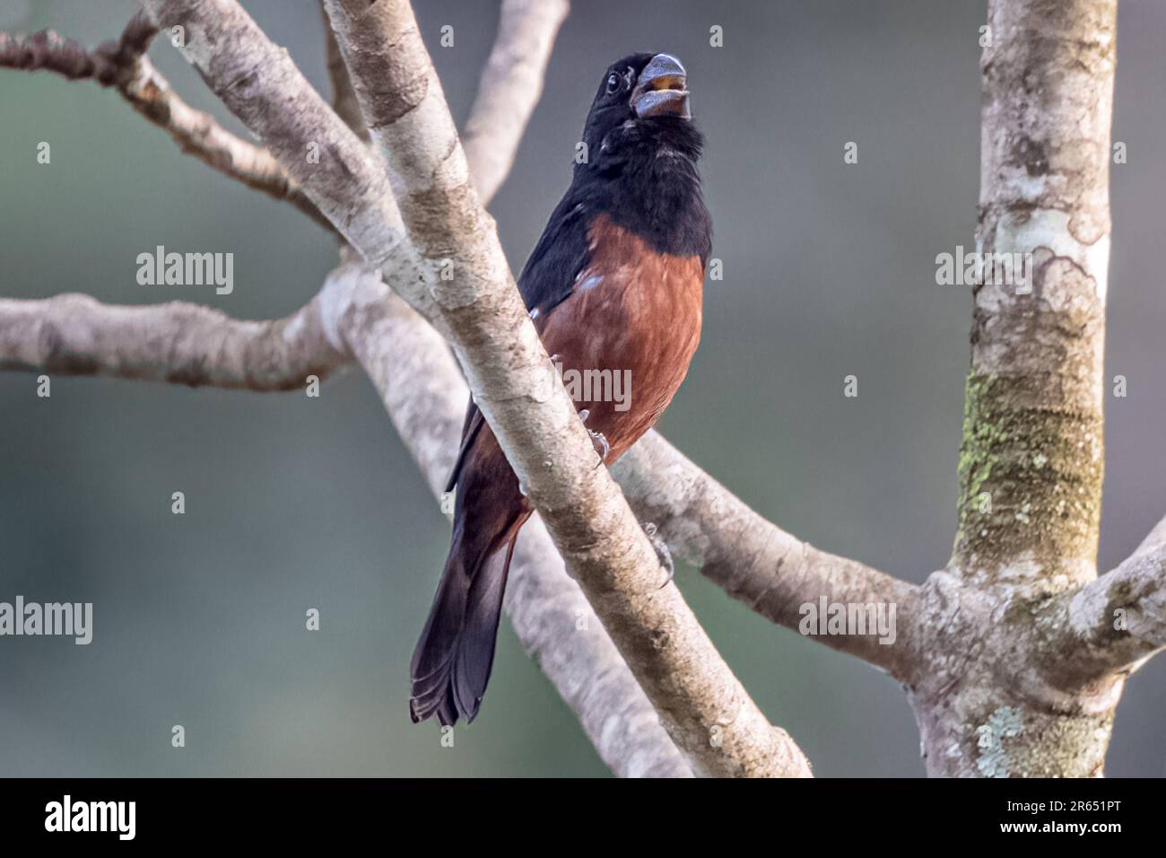 Finch de graines de châtaignier, Calling, forêt tropicale d'Iwokrama, Potaro-Siparuni, Guyana Banque D'Images