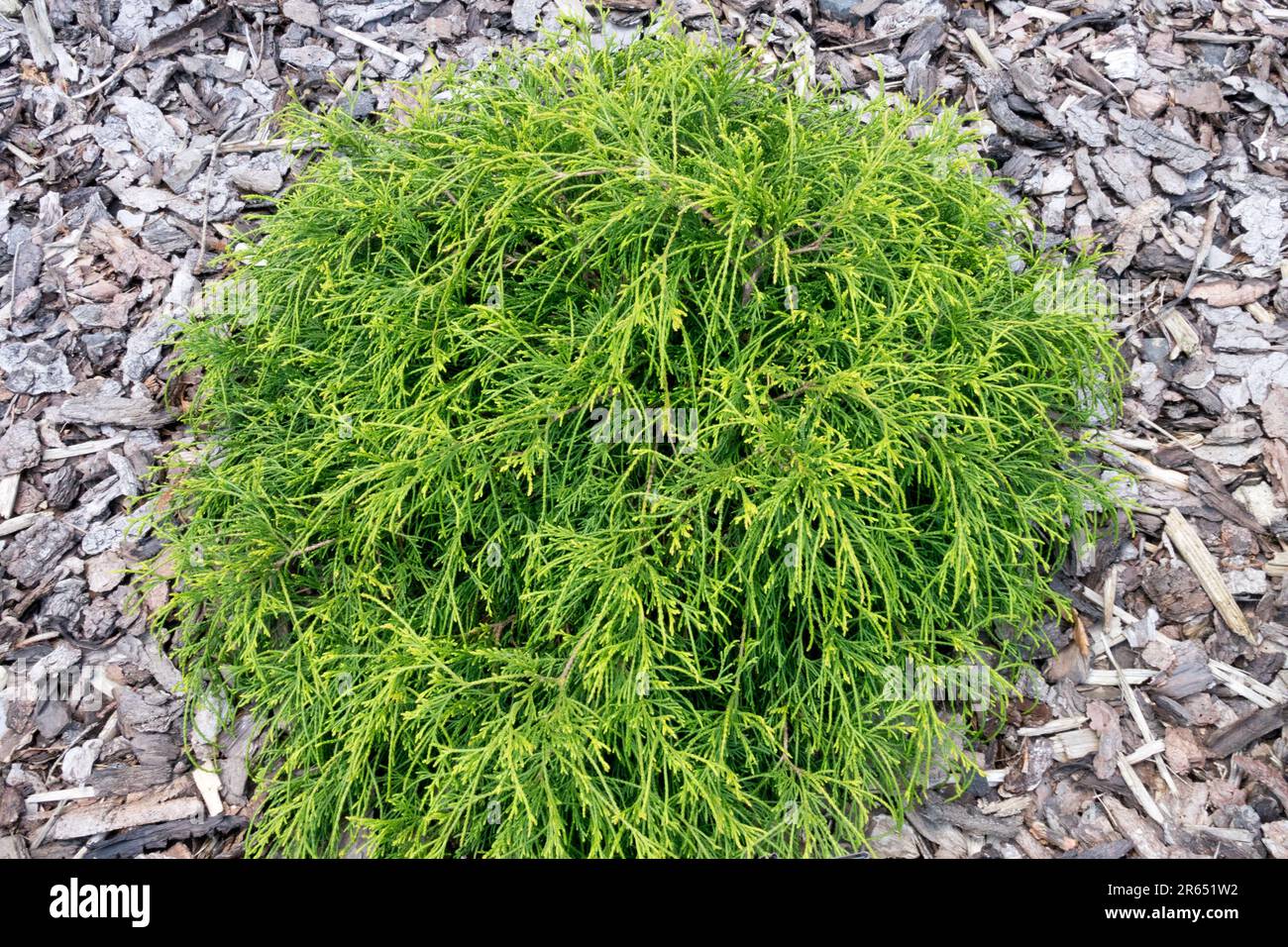 Nain, conifère, cyprès de Sawara, Chamaecyparis pisifera 'Sungold' poussant dans un arbre nain de jardin de paillis d'écorce Banque D'Images