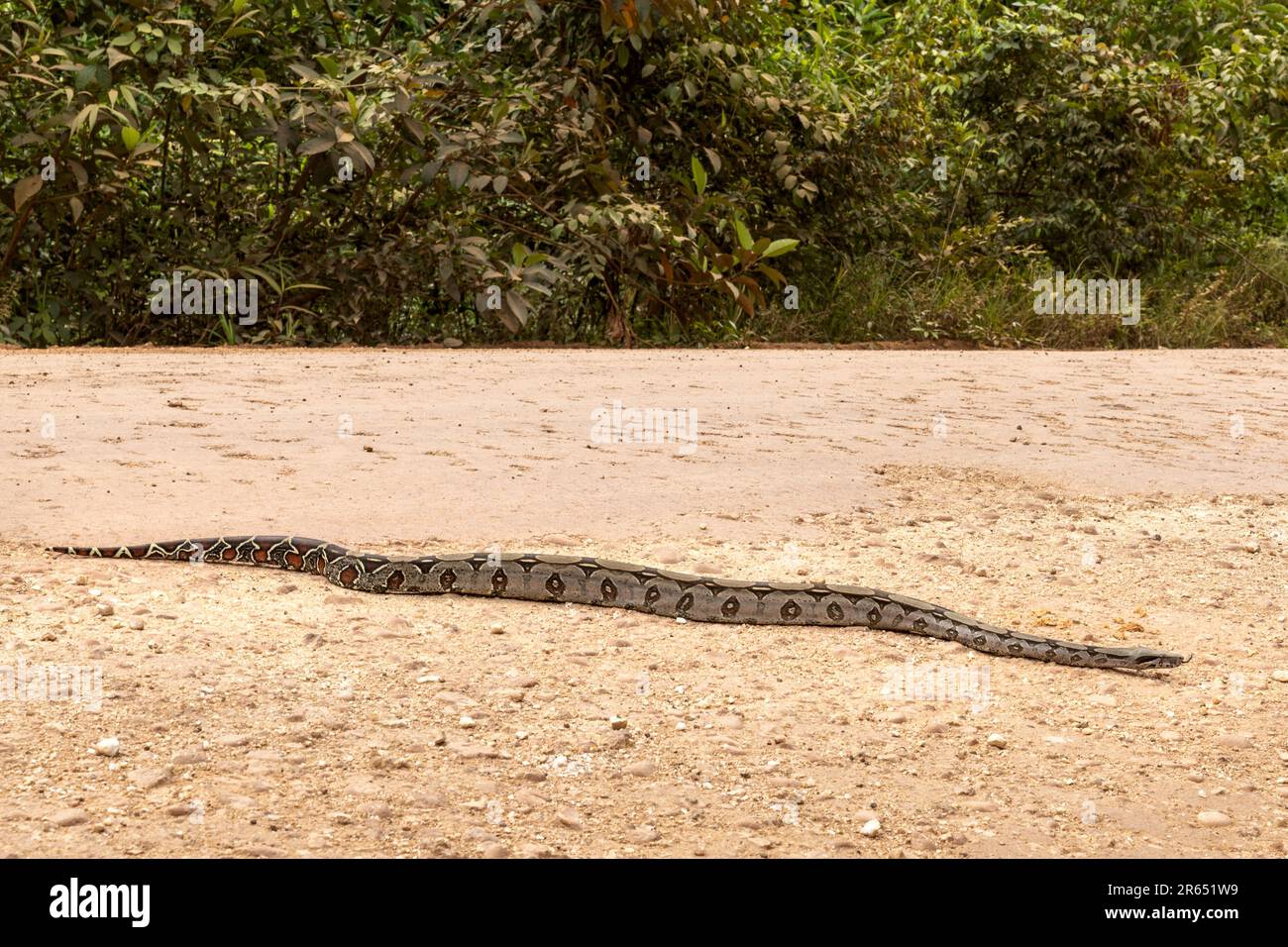 Boa Constrictor à queue rouge, voie de passage, forêt tropicale d'Iwokrama, Potaro-Siparuni, Guyana Banque D'Images