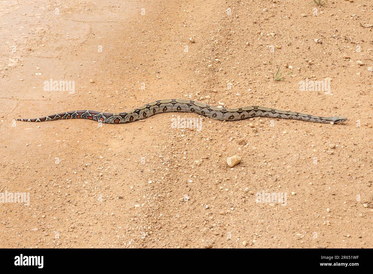 Boa Constrictor à queue rouge, voie de passage, forêt tropicale d'Iwokrama, Potaro-Siparuni, Guyana Banque D'Images