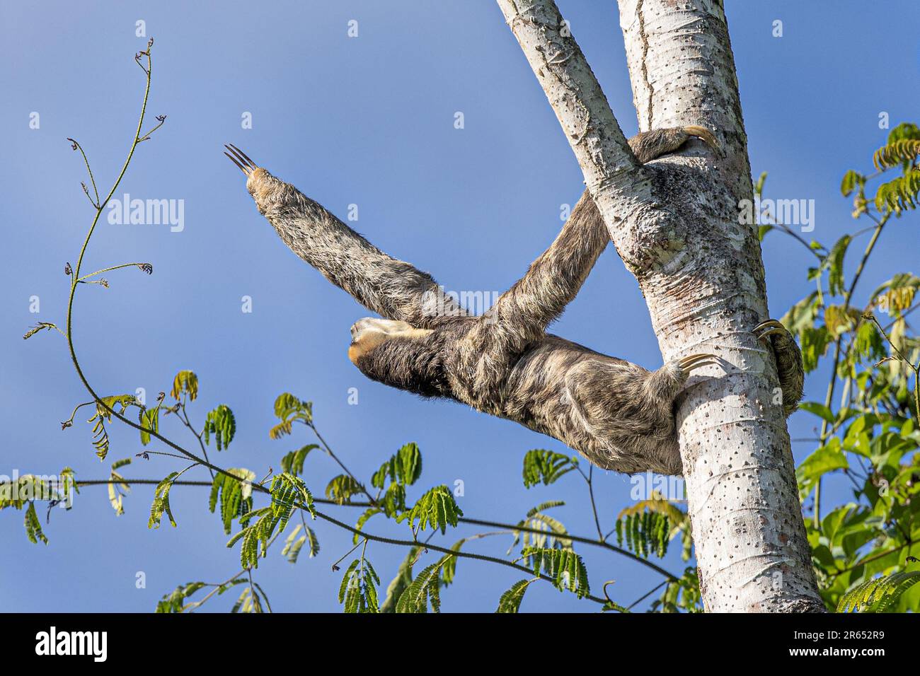 Sloth à trois pieds à gorge pâle, étirant pour la nourriture, Burro Burro Burro River, Surama, village amérindien, Rupununununununununi du Nord, région de Takutu-Essequibo du Haut-pays Banque D'Images