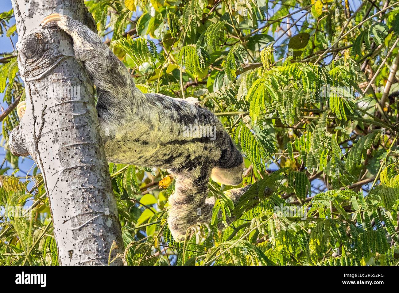 Sloth à trois pieds à gorge pâle, étirant pour la nourriture, Burro Burro Burro River, Surama, village amérindien, Rupununununununununi du Nord, région de Takutu-Essequibo du Haut-pays Banque D'Images