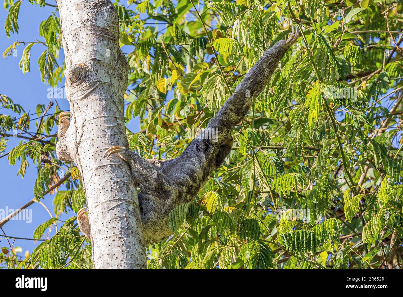 Sloth à trois pieds à gorge pâle, étirant pour la nourriture, Burro Burro Burro River, Surama, village amérindien, Rupununununununununi du Nord, région de Takutu-Essequibo du Haut-pays Banque D'Images