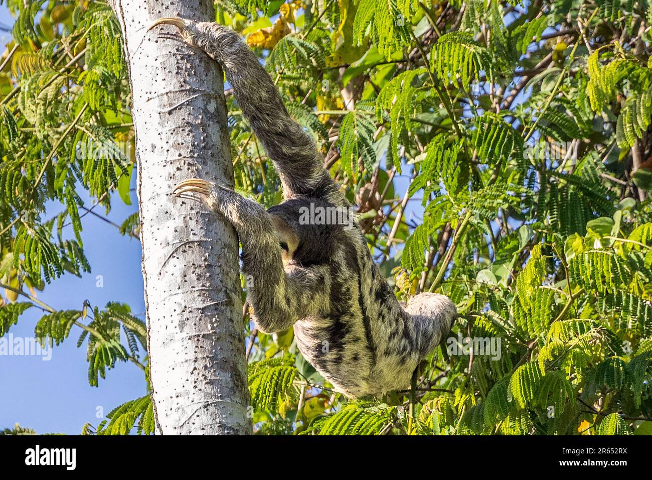 Sloth à trois pieds à gorge pâle, étirant pour la nourriture, Burro Burro Burro River, Surama, village amérindien, Rupununununununununi du Nord, région de Takutu-Essequibo du Haut-pays Banque D'Images