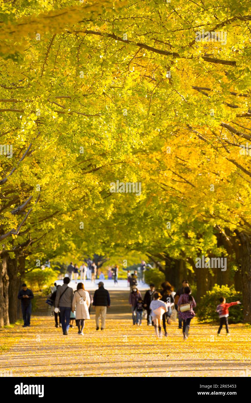 Rangée d'arbres de ginkgo Banque D'Images