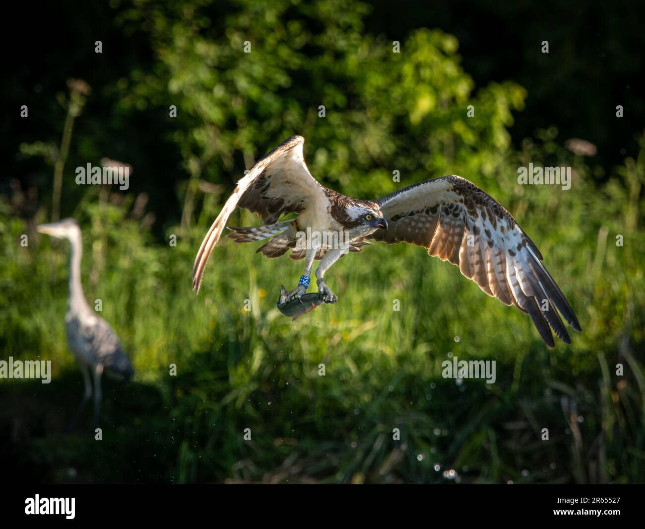 Le Sprey vole avec la truite. RUTLAND, Royaume-Uni : DES IMAGES ÉPOUSTOUFLANTES de 4 juin montrent une balbuzard avec une prise de truite fraîche dans le comté de Rutland Banque D'Images