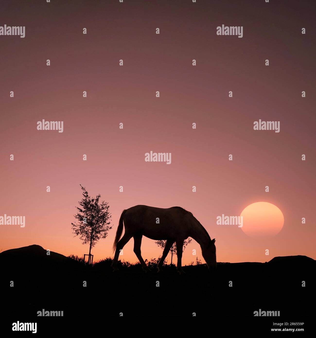 silhouette de cheval à la campagne et magnifique coucher de soleil Banque D'Images