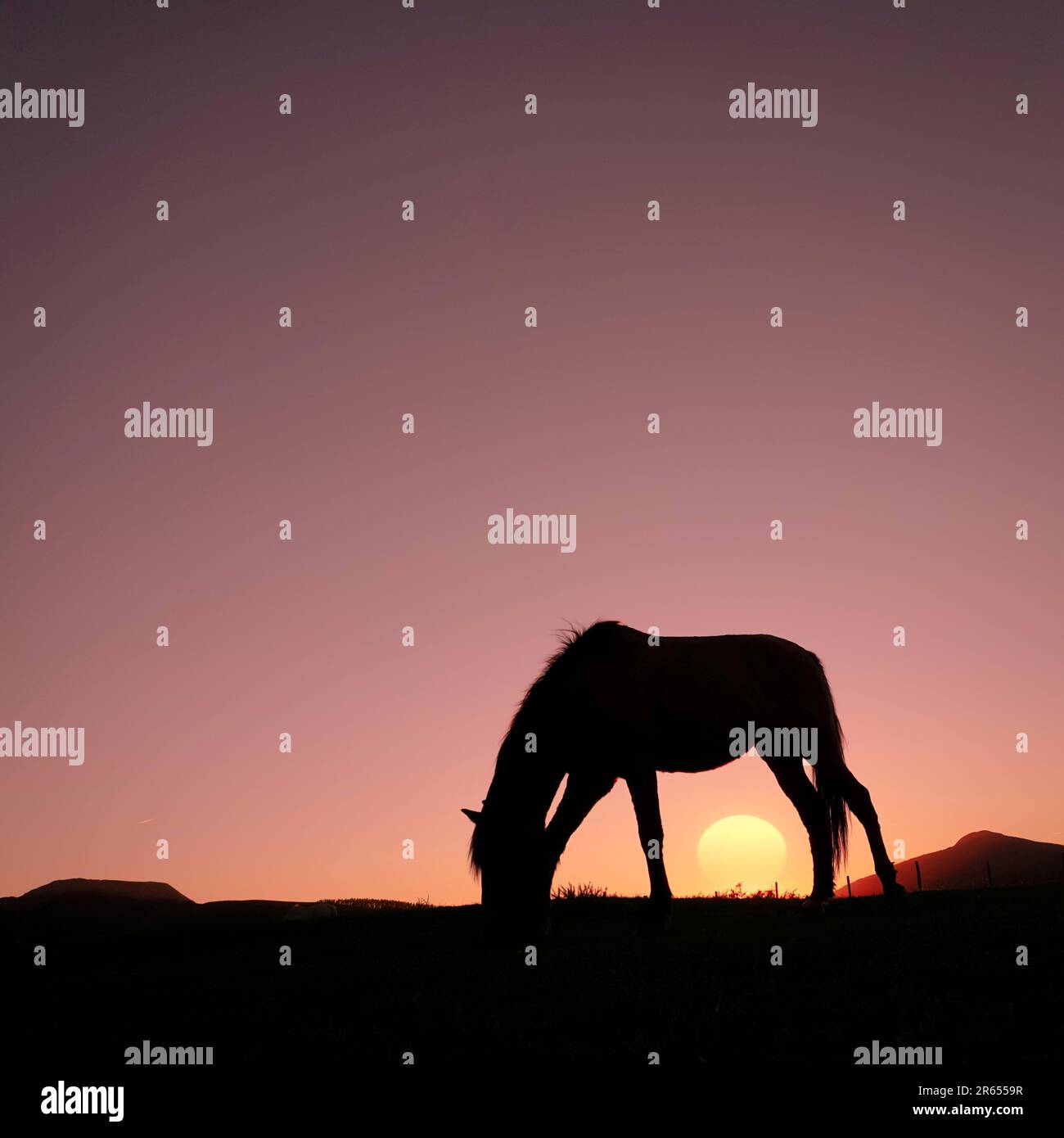 silhouette de cheval à la campagne et magnifique coucher de soleil Banque D'Images