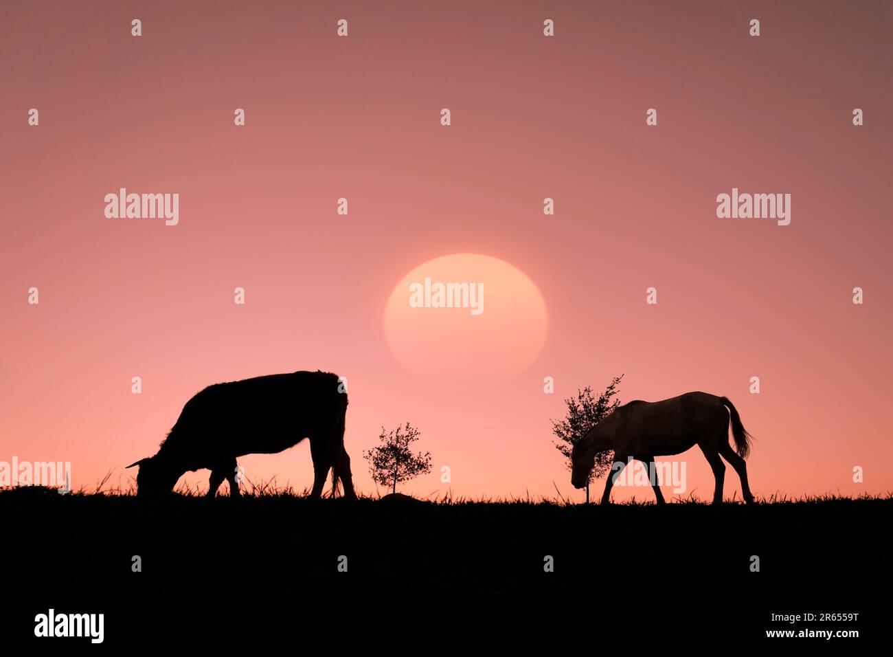 silhouette de cheval à la campagne et magnifique coucher de soleil Banque D'Images