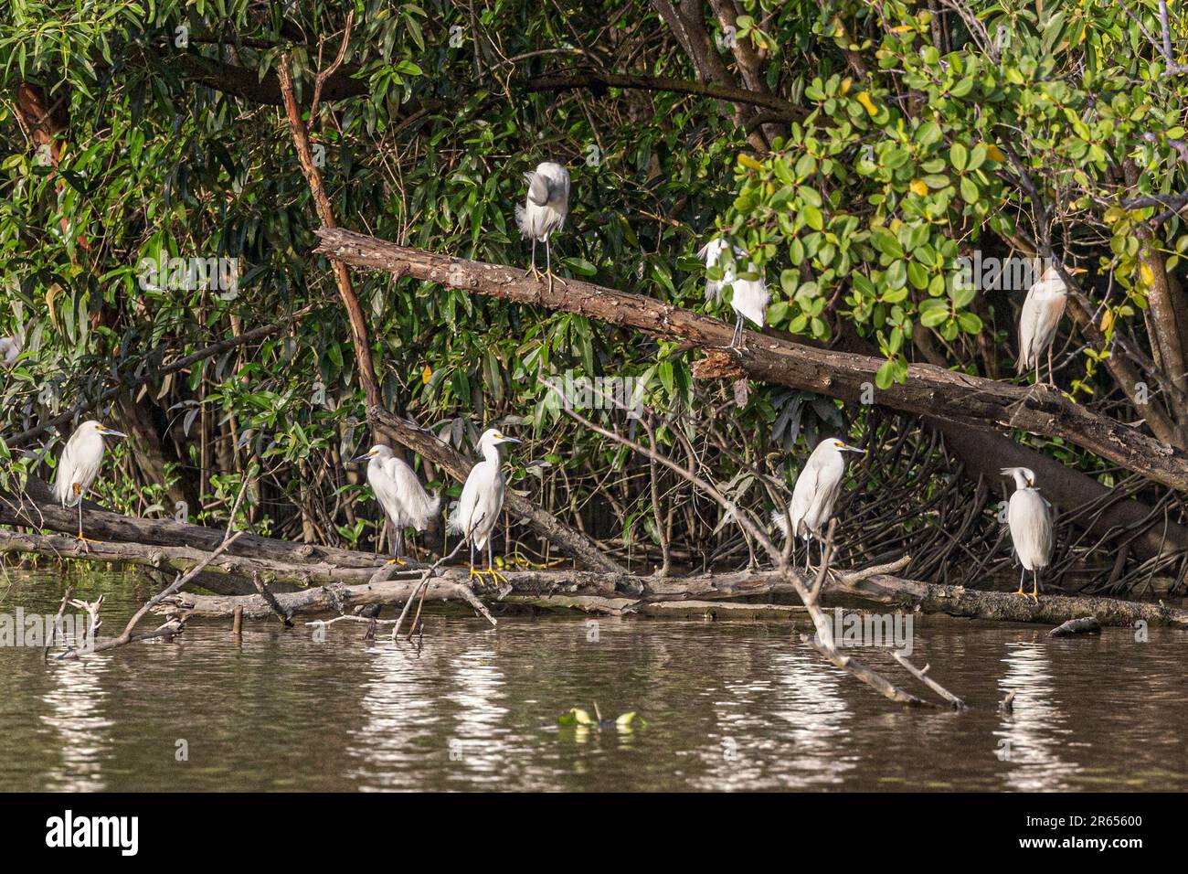 Roost enneigée de l'Egret, rivière Demerera, Georgetown, Guyana, Banque D'Images