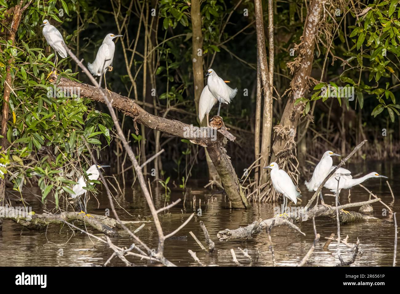 Roost enneigée de l'Egret, rivière Demerera, Georgetown, Guyana, Banque D'Images
