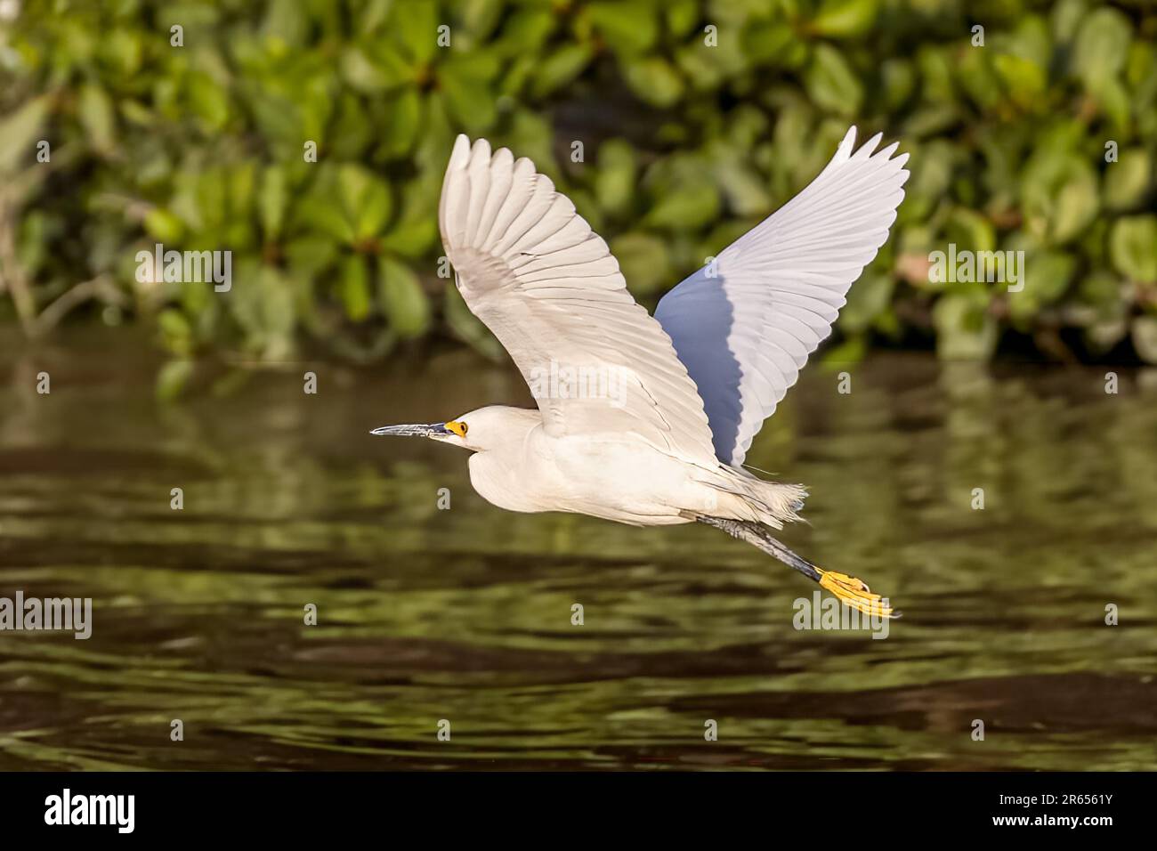 Egret enneigé, rivière Demerera, Georgetown, Guyana, Banque D'Images