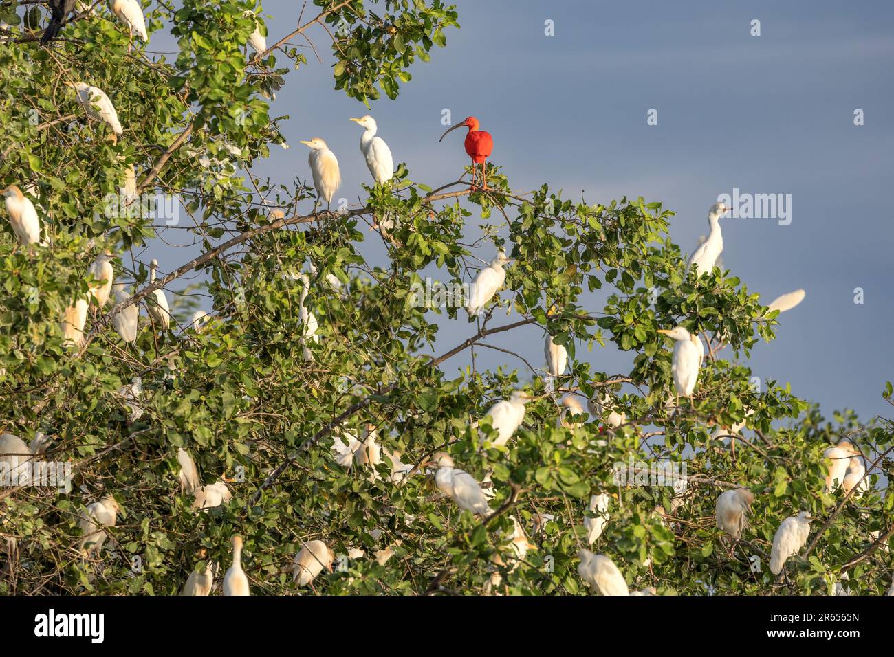 Roost for Cattle, Snowy, Tricolor Egrets & Scarlet Ibis, Dush, Demerera River, Georgetown, Guyana, Banque D'Images