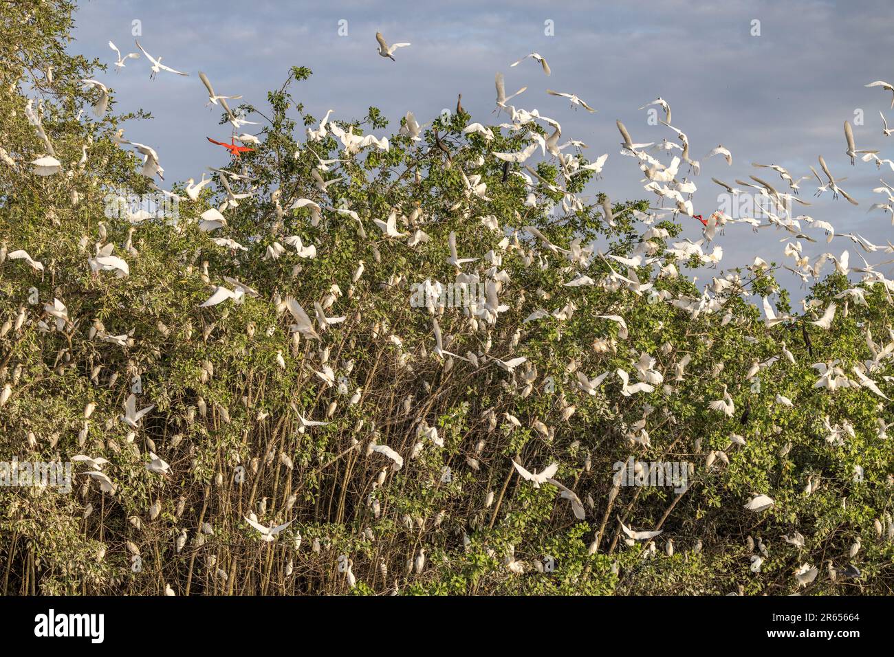Roost for Cattle, Snowy, Tricolor Egrets & Scarlet Ibis, Dush, Demerera River, Georgetown, Guyana, Banque D'Images