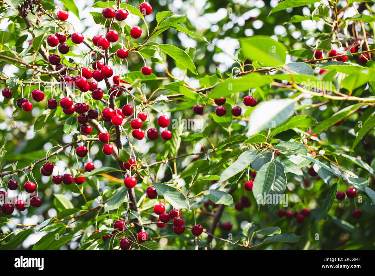 baies mûres de cerise juteuse sur les branches d'arbre. une bonne récolte de nombreuses cerises. Banque D'Images