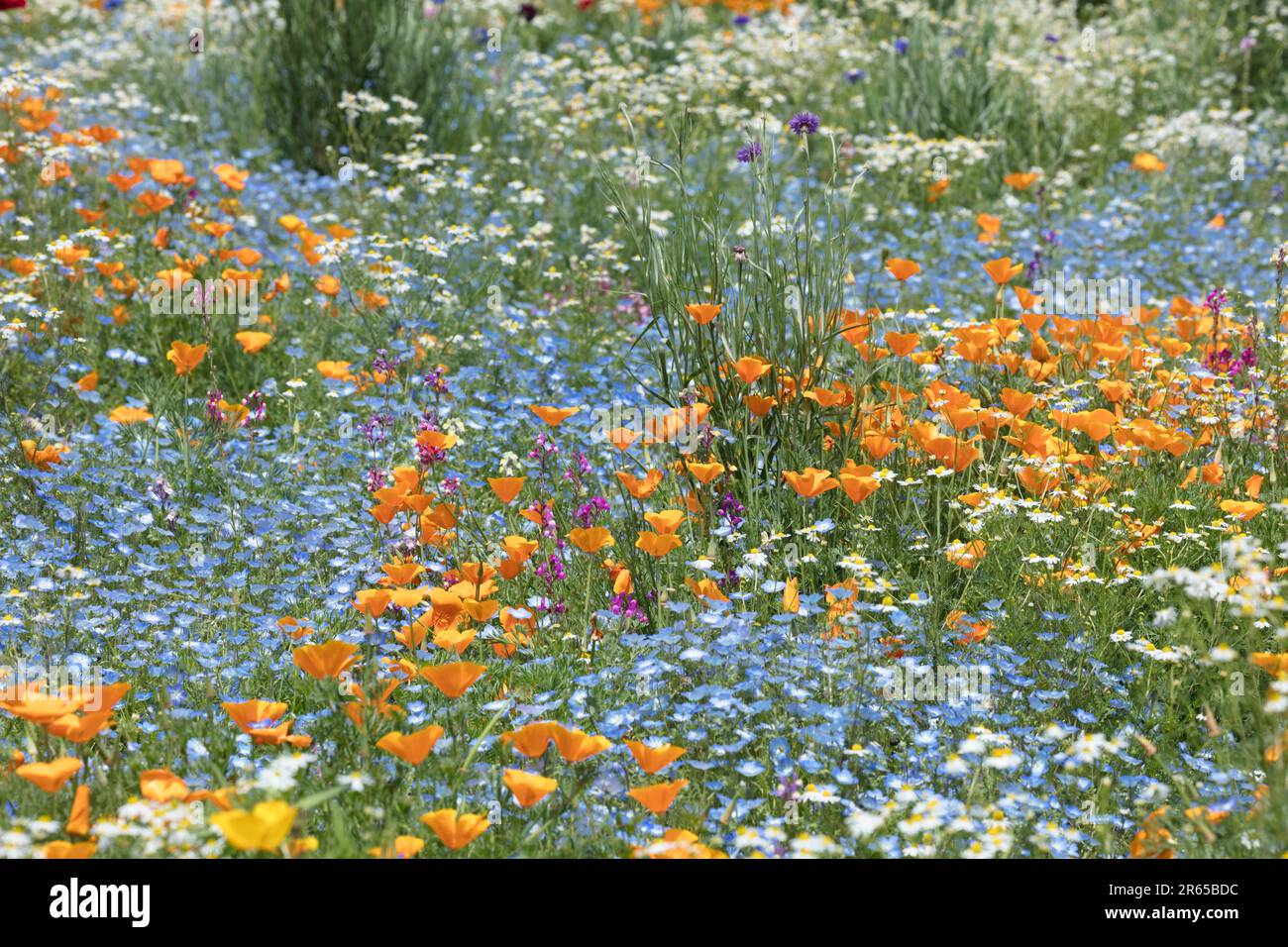 Champ de fleurs des parterres Banque D'Images
