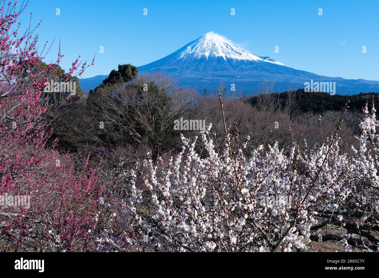 UME Blossoms et Mt. Fuji Banque D'Images