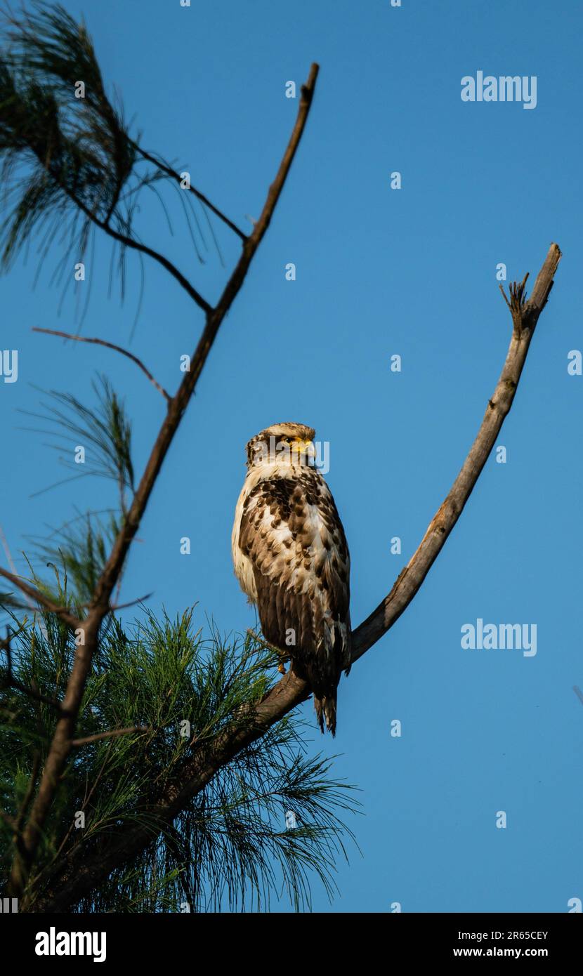 Aigle serpent à crête immature qui se rafraîchit sur une branche. Banque D'Images