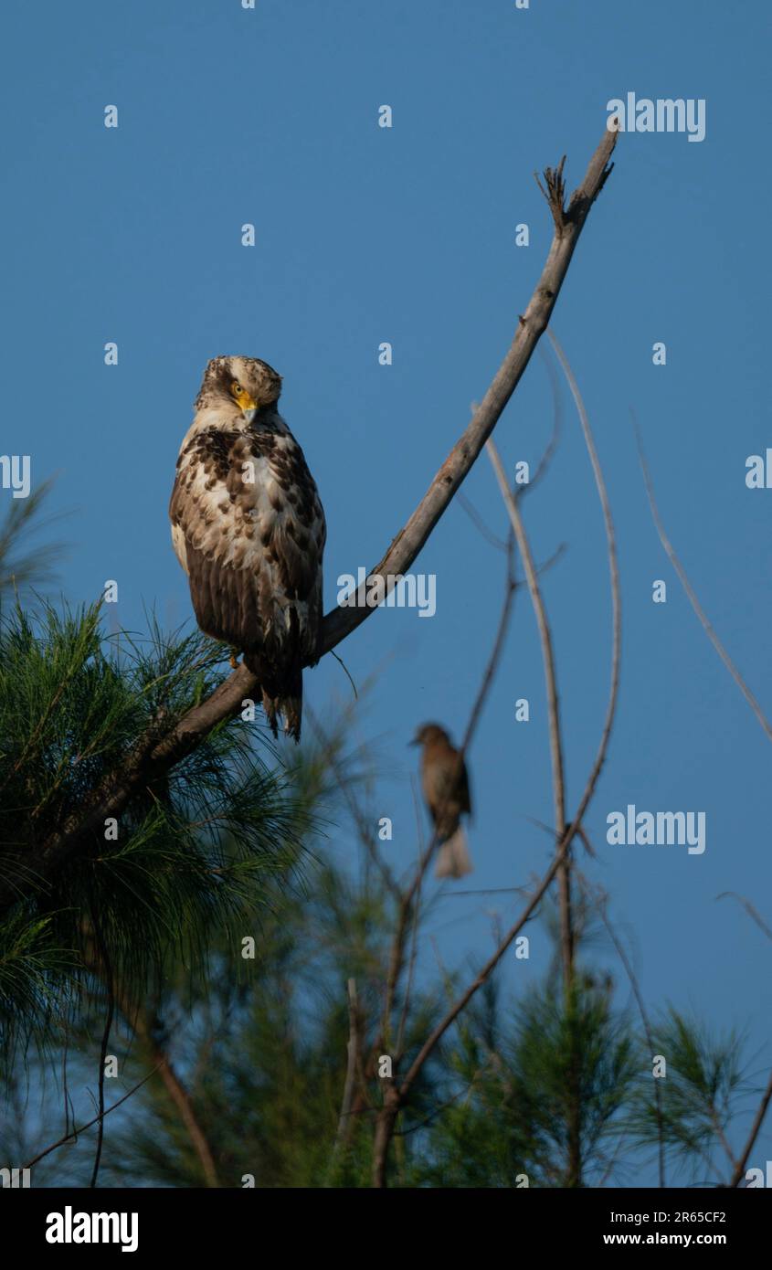 Aigle serpent à crête immature qui se rafraîchit sur une branche. Banque D'Images