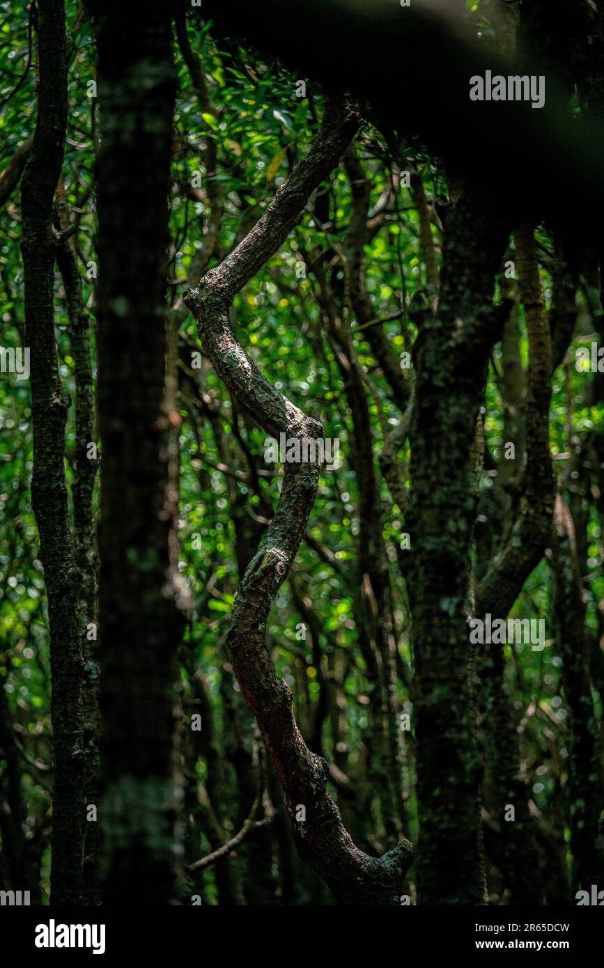 L'art de la nature se trouve dans la forêt de mangroves de l'île d'Iriomote, Okinawa, Japon. Banque D'Images