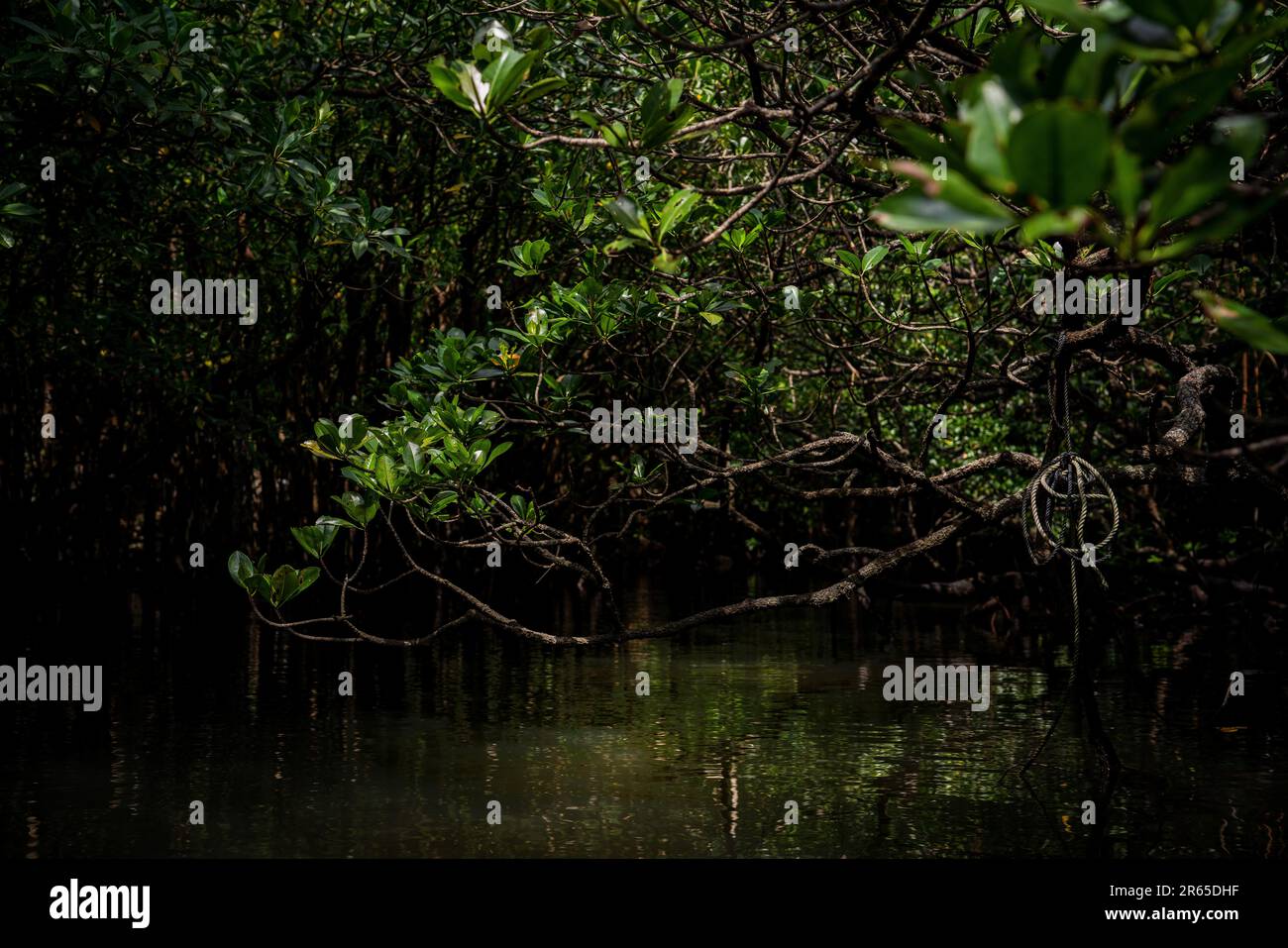 L'art de la nature se trouve dans la forêt de mangroves de l'île d'Iriomote, Okinawa, Japon. Banque D'Images