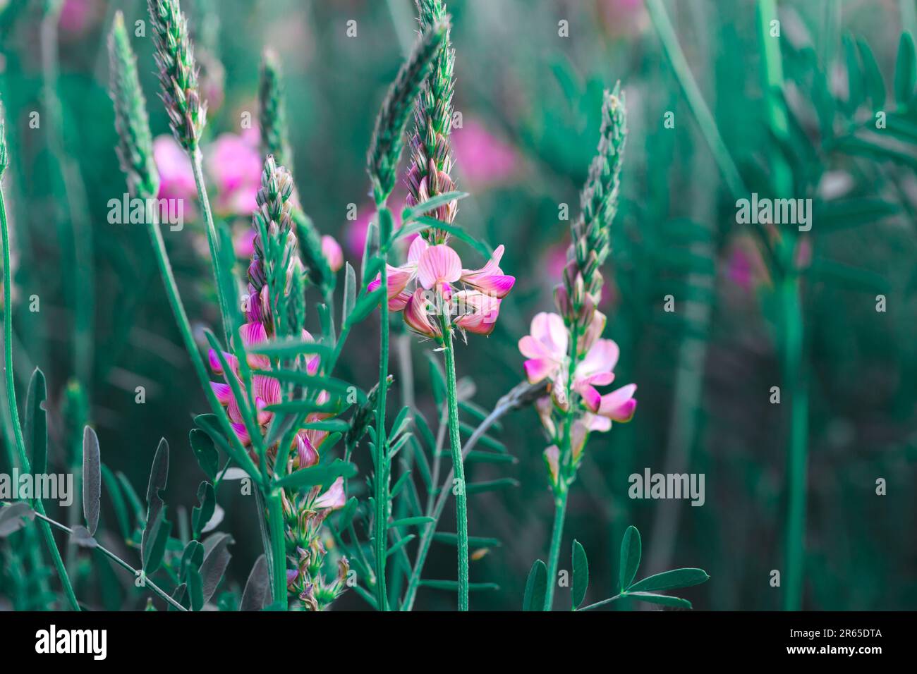 Champ De Fleurs Roses Sainfoin Onobrychis Viciifolia Usine De Miel Arrière Plan Des Fleurs 