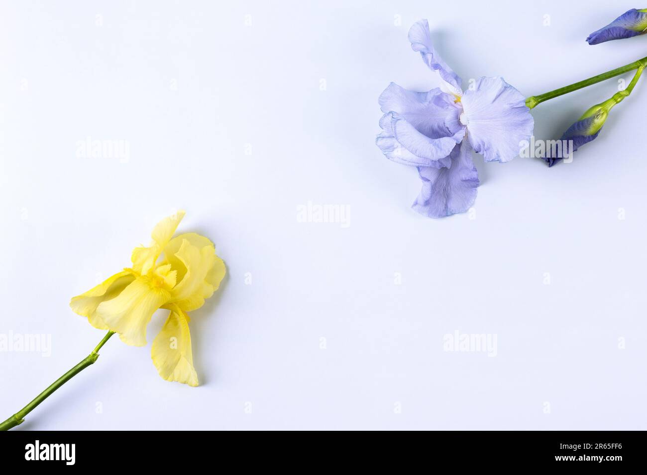 Fleurs de l'iris jaune et bleu sur fond bleu avec espace pour votre texte. Carte de vœux pour la fête des mères, la Saint-Valentin, l'anniversaire. Mise à plat, copie Banque D'Images