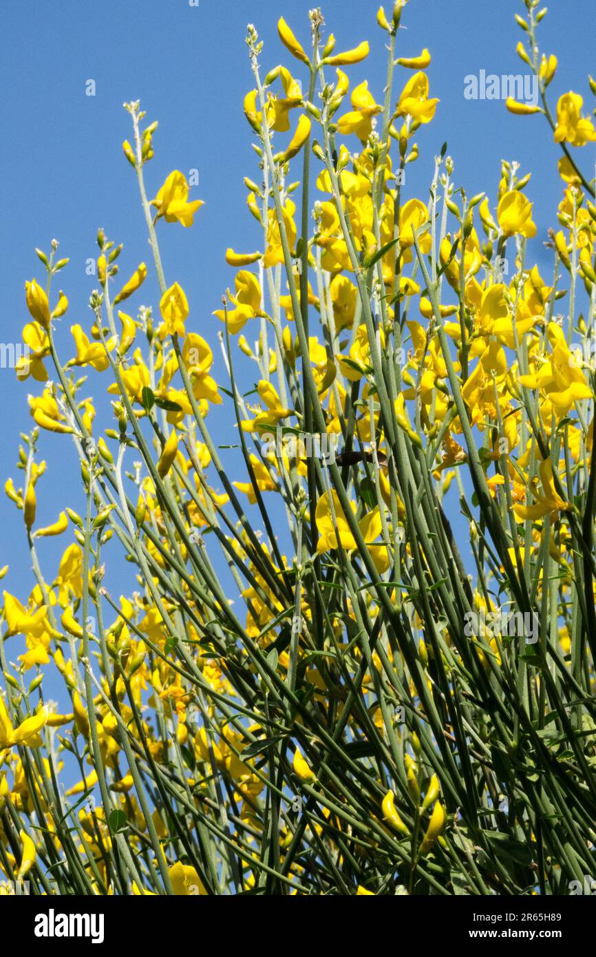 Broom espagnol, Flower, Spartium junceum, Broom, méditerranéen, Plante arbustive Banque D'Images