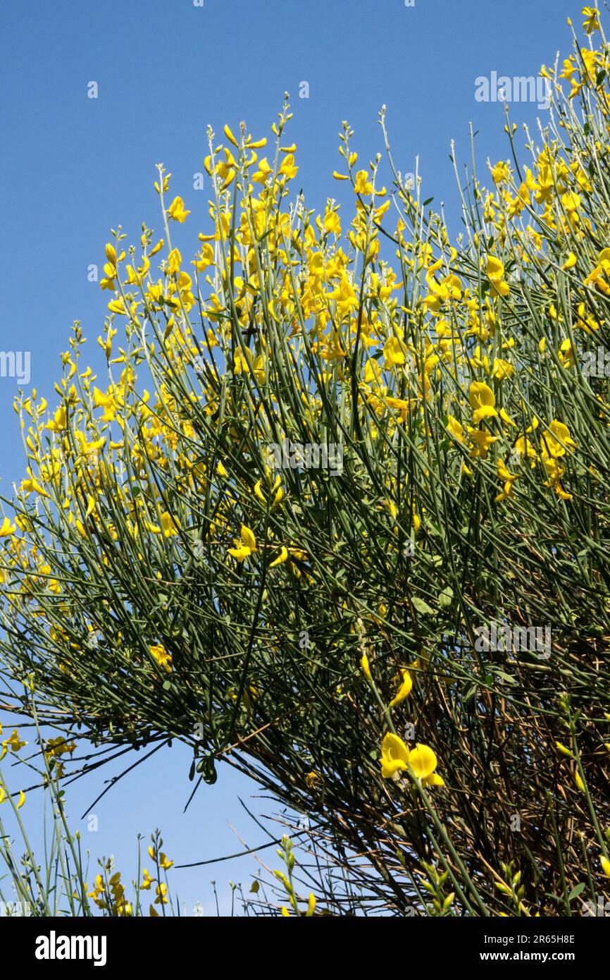 Broom espagnol, méditerranéen, fleurs sauvages, Broom tisserands, Broom absolu, Bushy, arbuste, Spartium junceum, Broom, fleurs Banque D'Images
