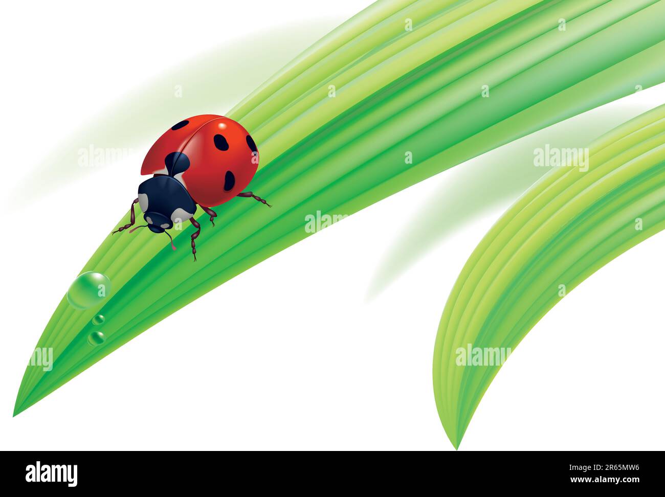 Illustration vectorielle. Ladybird sur l'herbe avec des gouttes d'eau. Illustration de Vecteur