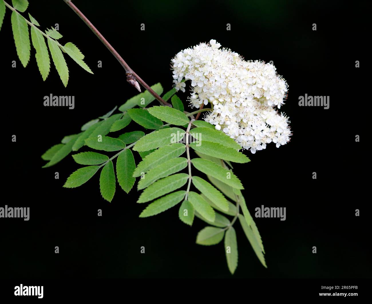 Une branche d'une cendre de montagne avec des feuilles et des fleurs Banque D'Images