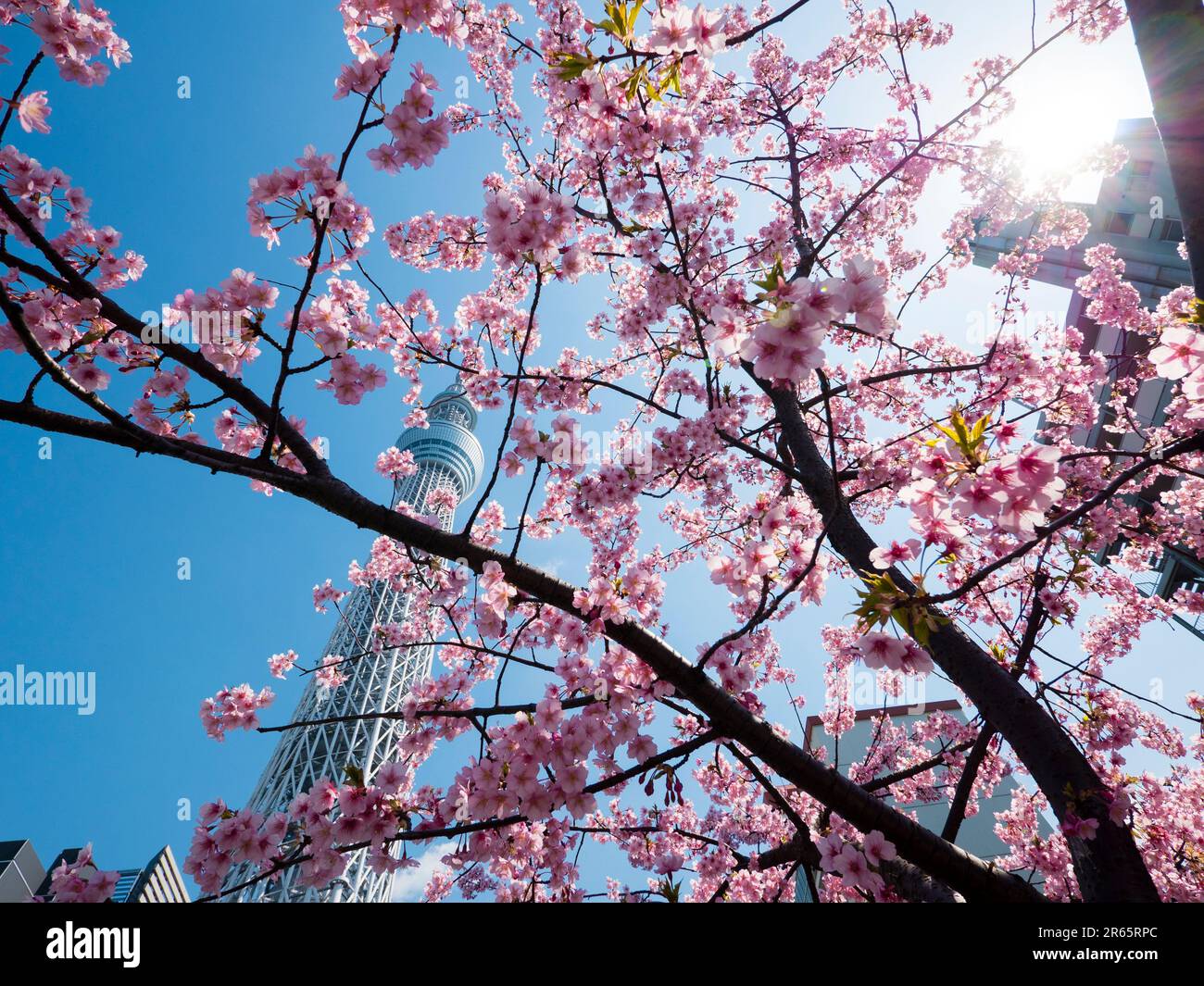 Tokyo Sky Tree et Kawazu Cherry Blossoms Banque D'Images
